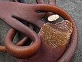 Sun-dried kelp (Durvillaea antarctica) - cut-away and cross-section 2.jpg