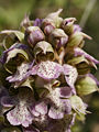 Neotinea lactea (flowers).jpg