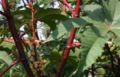Ricinus-communis-2.JPG