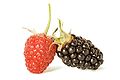 AD2009Aug13 Rubus 01.jpg