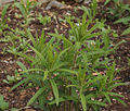 Butterfly Weed Asclepias tuberosa Young Stems 2056px.JPG