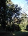 Araucaria-araucana-habit.JPG