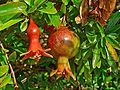 Punica granatum 004.JPG