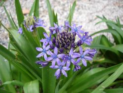  Inflorescence