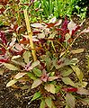 Amaranthus cruentus 'Oeschberg' Plant 1200px.jpg