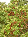 Arbutus andrachne fruit (Ab plant 100).jpg