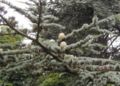 Cedrus-atlantica-cone.JPG