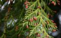 Chamaecyparis-lawsoniana-female.JPG