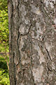 Corsican Pine Pinus nigra laricio Bark 2000px.jpg