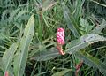 Polygonum-amphibia-flowers.JPG