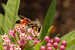 Swamp Milkweed Asclepias incarnata Insect Feeding 3008px.jpg