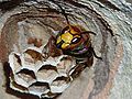 20070430-Garten-hornisse2.jpg