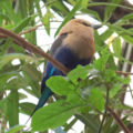 Blue-bellied Roller Coracias cyanogaster Full Body 1850px.jpg