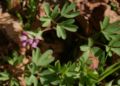 Corydalis-intermedia-close.JPG