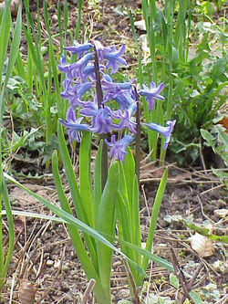  Hyacinthus orientalis