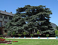 Schloss-Bad-Homburg-Libanon-Zeder-JR-G6-1752-2007-08-06.jpg
