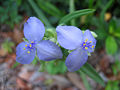 Spiderwort Blue Flower 2.JPG