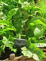 200707 x Raifort.JPG