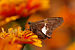 Silver-spotted Skipper Epargyreus clarus Zinnia 3008px.jpg