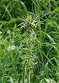 Thistle April 2010-1.jpg