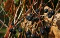Vitis-labrusca-berries.JPG