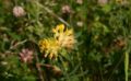 Anthyllis-vulneraria-flowerhead.JPG
