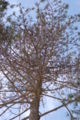 Austrian Pine Pinus nigra Top 2000px.jpg