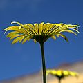 IMG 6236-1-Doronicum cordifolium.jpg