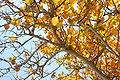 Coccoloba uvifera yellow leaves 1.JPG