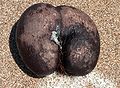 Female nut Coco de Mer and sea foam.jpg