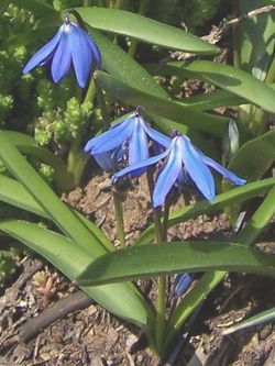  Othocallis siberica