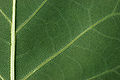 Tulip Tree Liriodendron tulipifera Leaf Underside 3008px.jpg