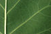 Tulip Tree Liriodendron tulipifera Leaf Underside 3008px.jpg
