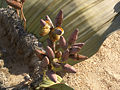 Welwitschia mirabilis (female).jpg