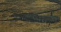 Black Ghost Knife Fish 700.jpg