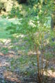 Highbush Blueberry Vaccinium corymbosum Sapling 2000px.jpg