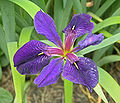 Iris 'Black Gamecock' Flower 2763px.jpg