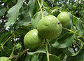 Juglans regia 2009 G1.jpg