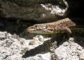 Maggia lacerta muralis fg07.jpg