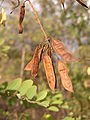Robinia pseudoacacia fruit (Ab plant 87).jpg