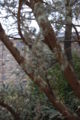 Blue Atlas cedar - Cedrus atlantica 'Glauca' Foliage 2000px.JPG