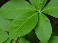Flame Azalea Rhododendron calendulaceum 'Mandarin Red' Leaf Closeup 3264px.jpg