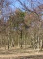 Pinus-sylvestris-phenotype 2.JPG