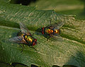 Unidentified Pair of Flies on a Leaf 2390px.jpg