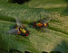 Unidentified Pair of Flies on a Leaf 2390px.jpg