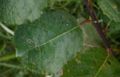 Salix-caprea-leaf.JPG
