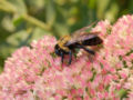 Bee On Flower Side 2000px.jpg
