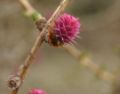 Larix-decidua-female-flowers.JPG