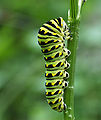 Black Swallowtail Papilio polyxenes Closeup.jpg
