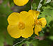 Celandine Poppy Stylophorum diphyllum Flower 2290px.jpg